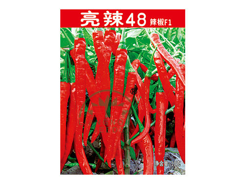 亮辣48辣椒正面 亮辣48辣椒正面